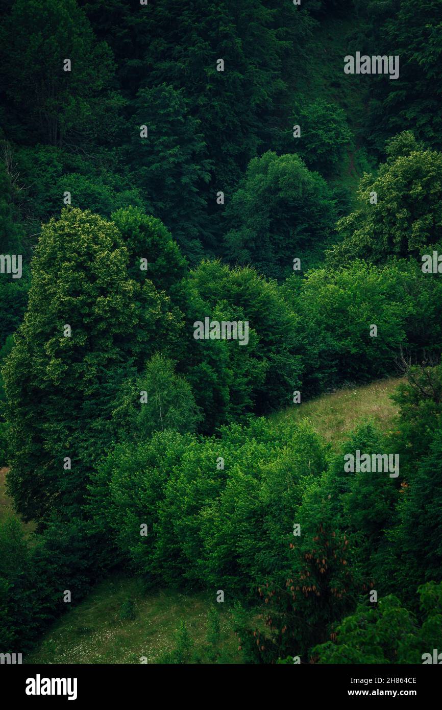 A vertical shot of trees in a forest in Romania Stock Photo - Alamy