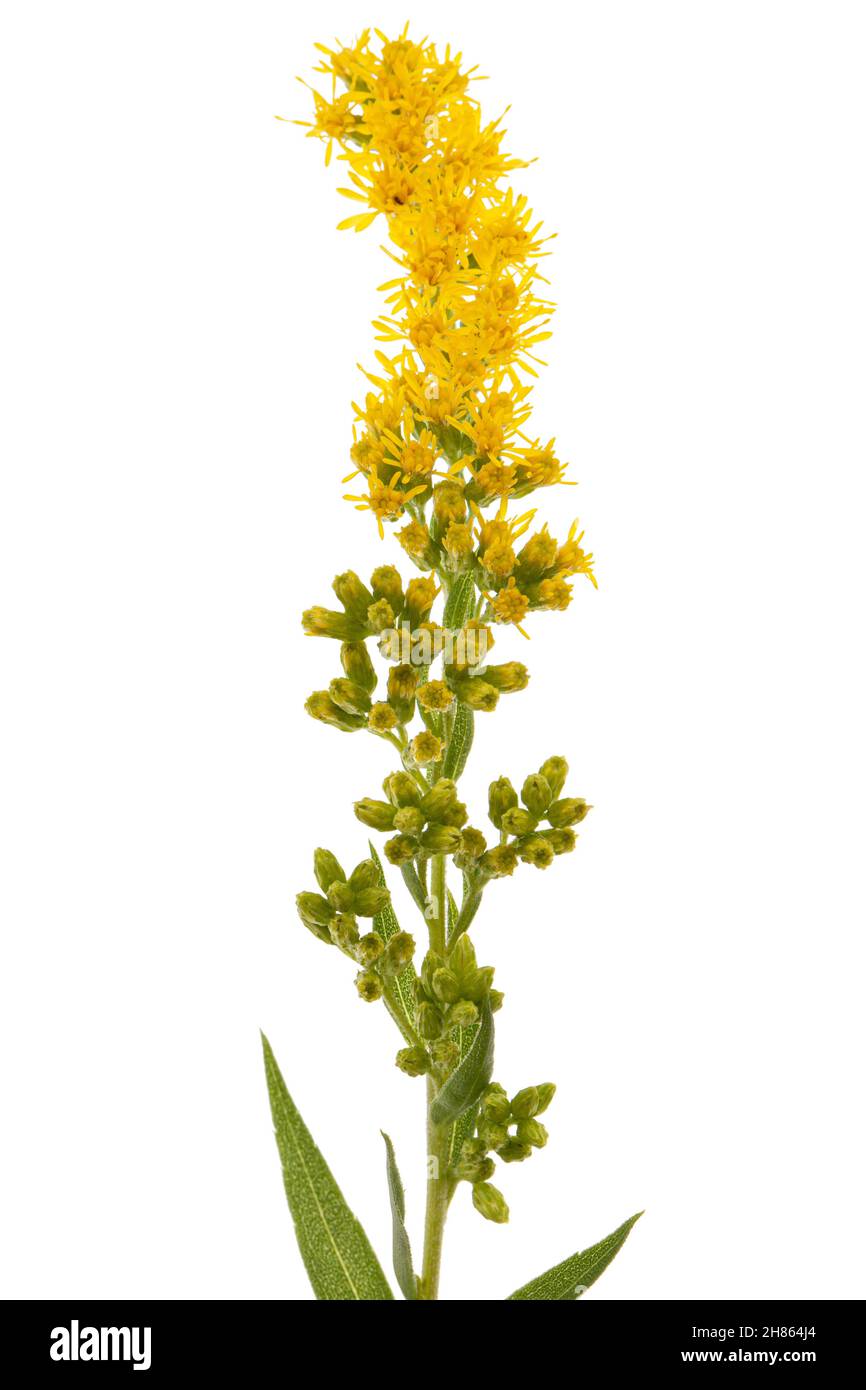 Yellow flowers of goldenrod, lat. Solidago, isolated on white background Stock Photo