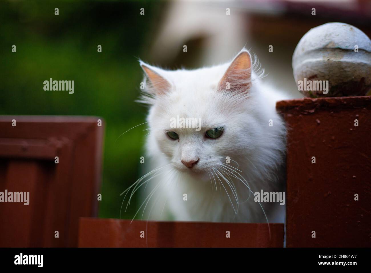 White fluffy cat on the fence Stock Photo - Alamy