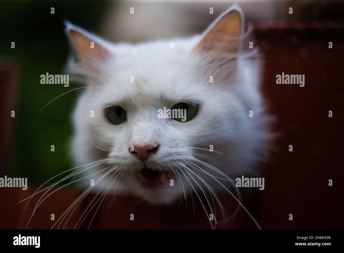 White fluffy cat on the fence Stock Photo - Alamy