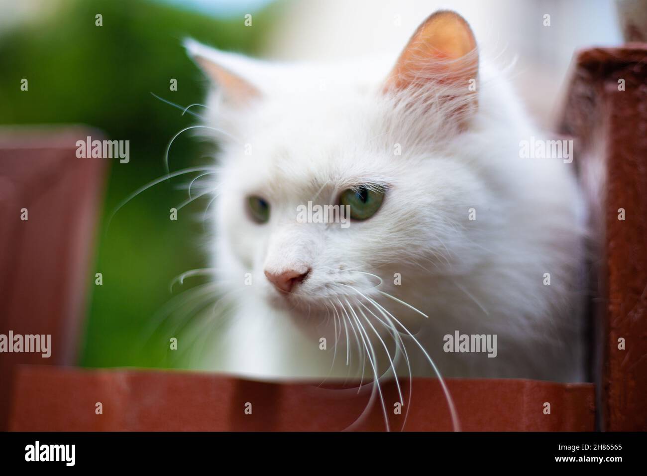 White fluffy cat on the fence Stock Photo - Alamy