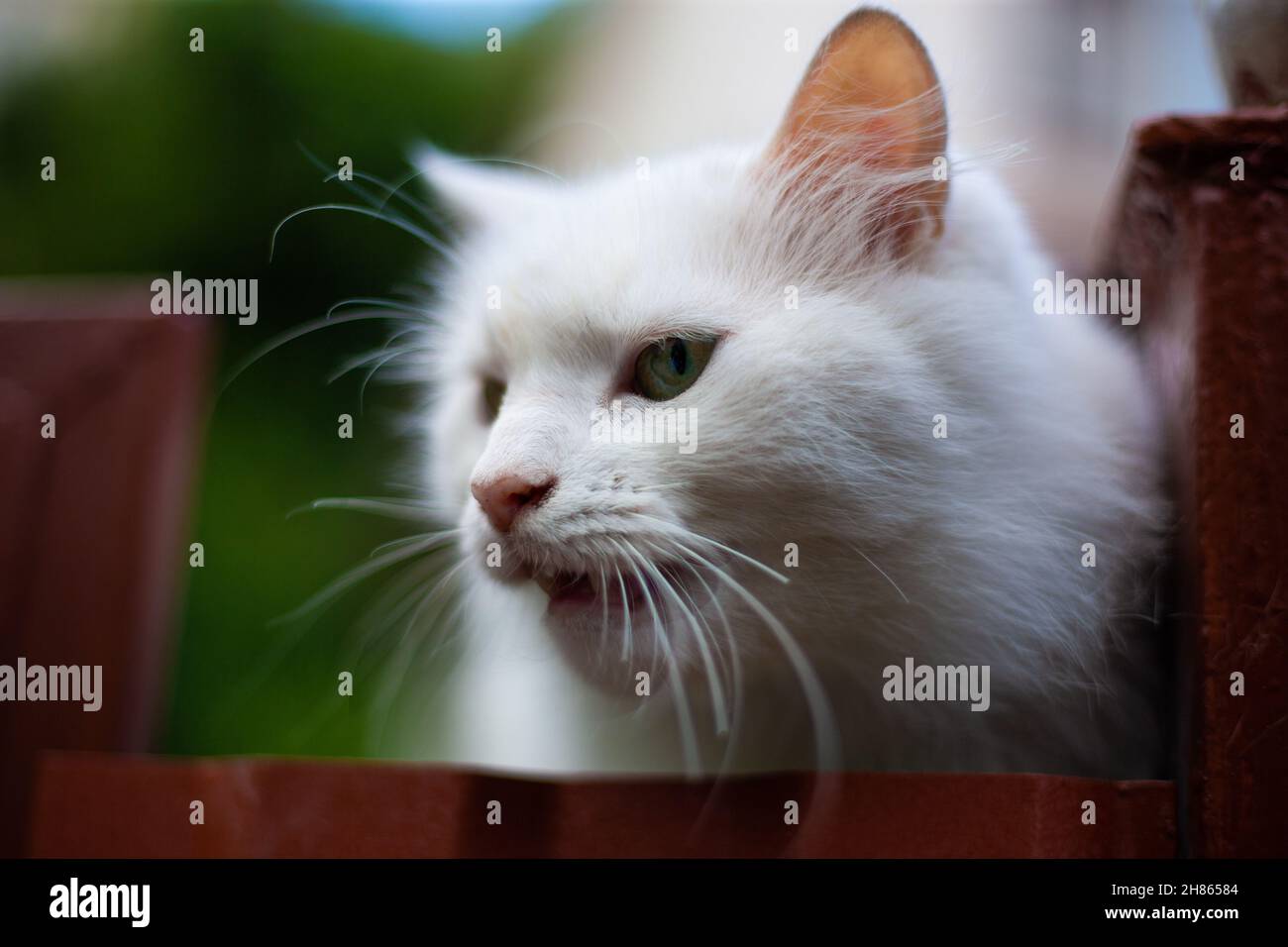 White fluffy cat on the fence Stock Photo - Alamy