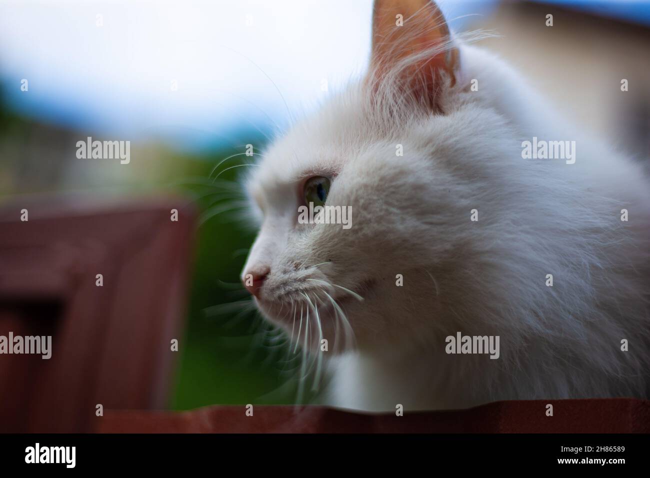 White fluffy cat on the fence Stock Photo - Alamy