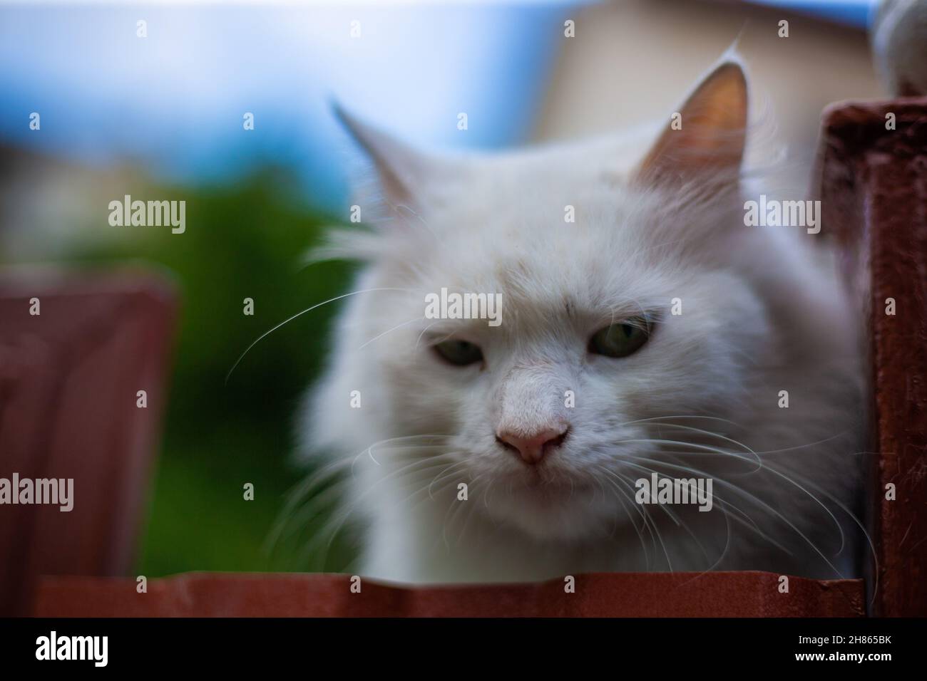 White fluffy cat on the fence Stock Photo - Alamy