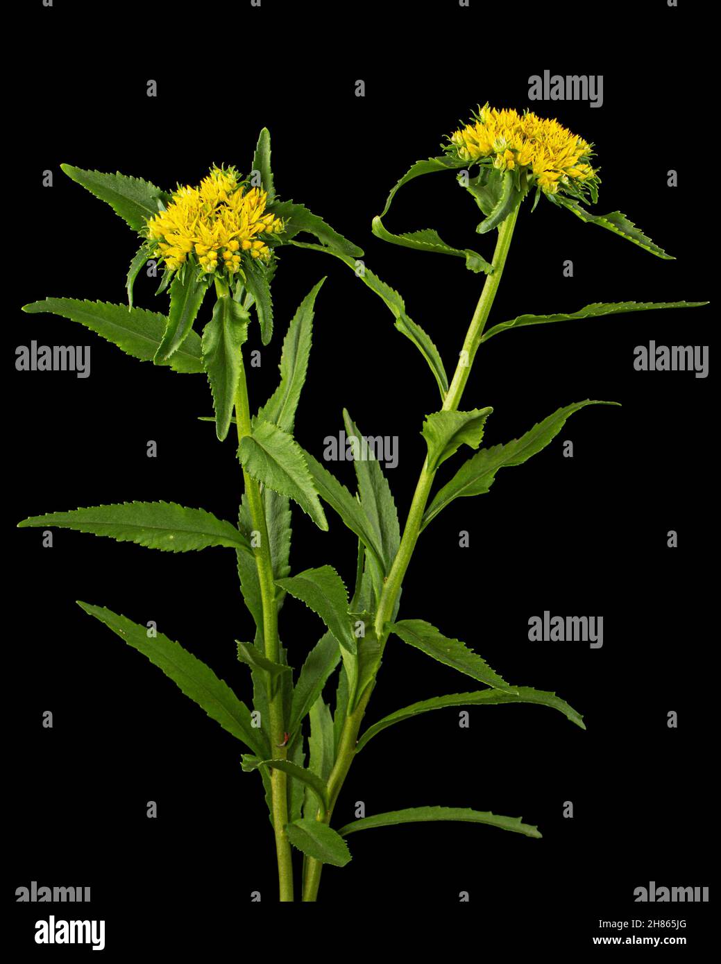 Inflorescence of yellow rhodiola rosea flowers, isolated on black background Stock Photo
