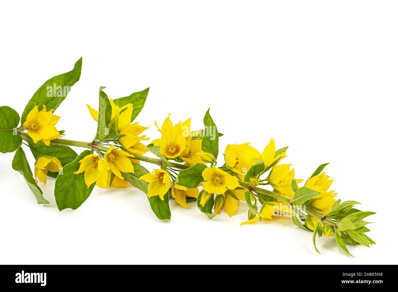 Inflorescence of yellow loosestrife flowers, lat. Lysimachia, isolated on white background Stock Photo