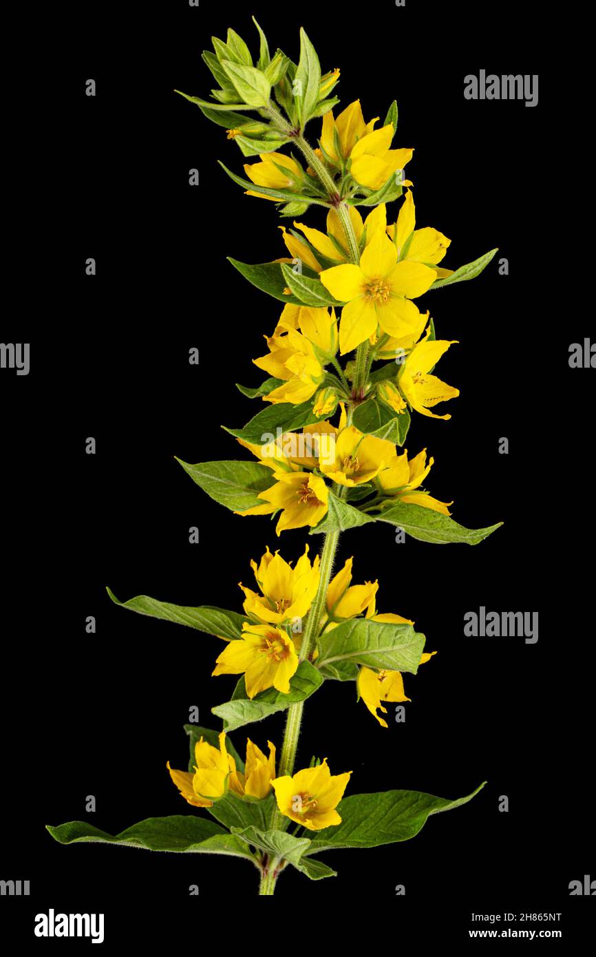 Inflorescence of yellow loosestrife flowers, lat. Lysimachia, isolated on black background Stock Photo