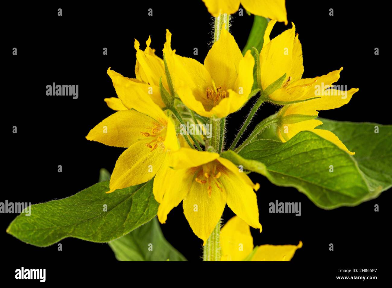 Inflorescence of yellow loosestrife flowers, lat. Lysimachia, isolated on black background Stock Photo
