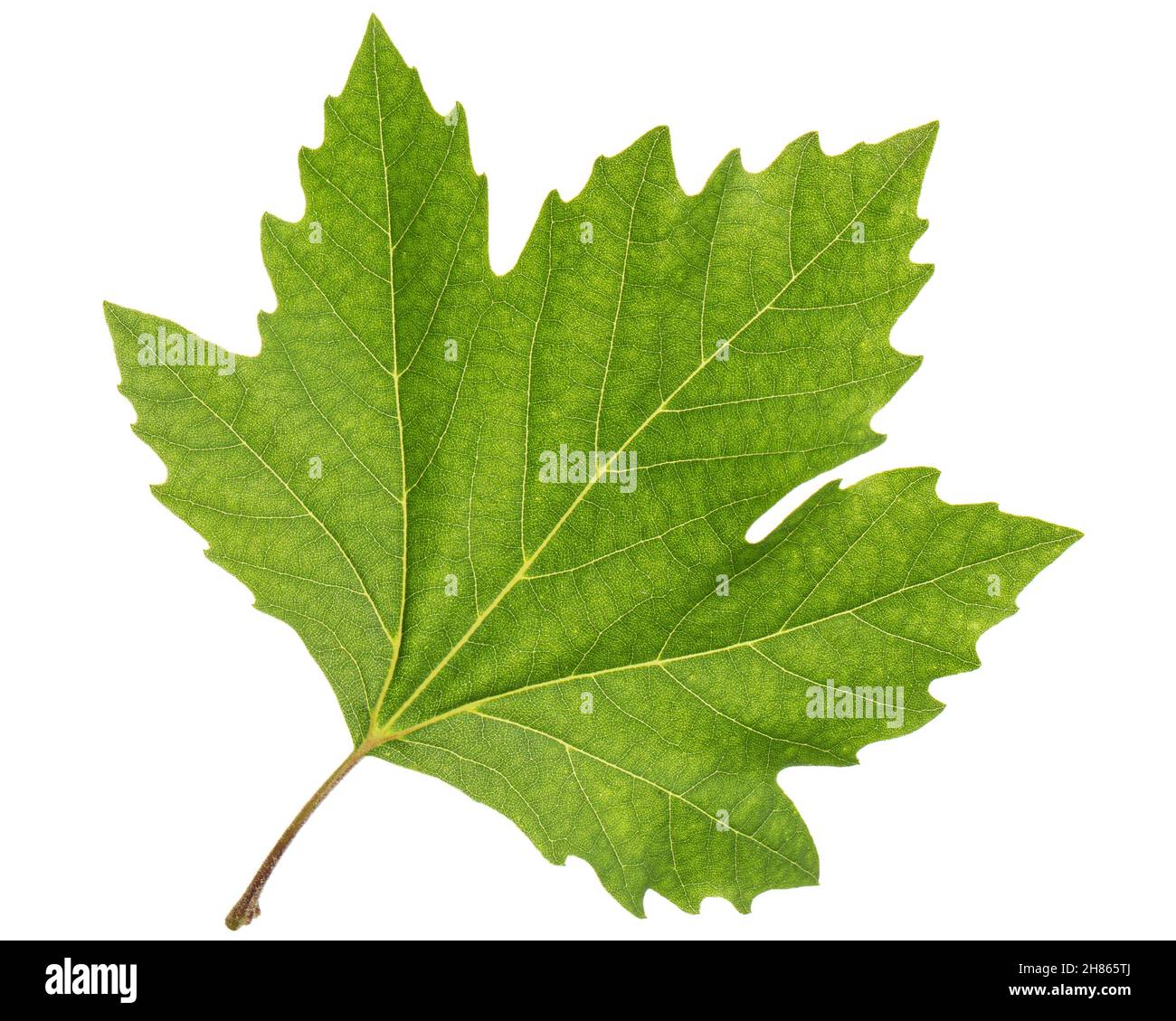 Green maple leaf, isolated on white background Stock Photo - Alamy