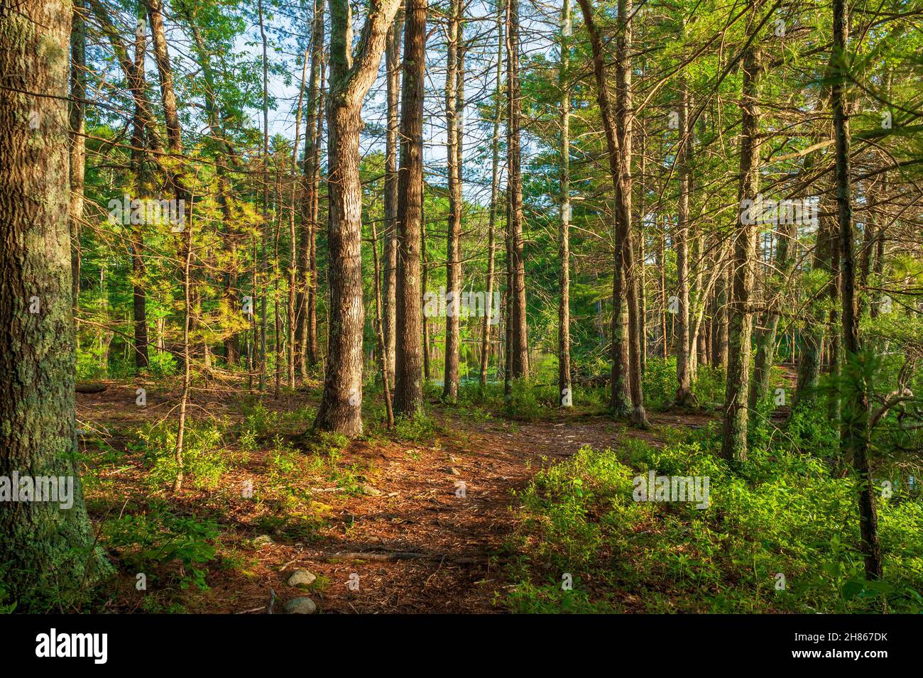 Hiking trail through a white pine forest (Pinus strobus), by the ...