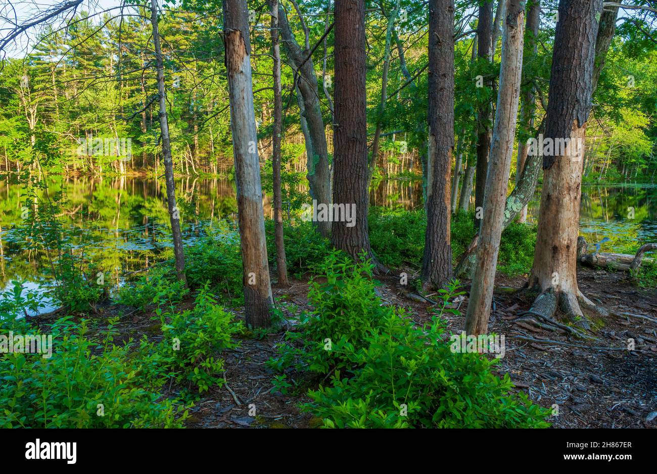 Grove of trees and snags on the shore of Brackett Pond. in a northern hardwood-white pine forest. Harold Parker State Forest, Andover, Massachusetts Stock Photo