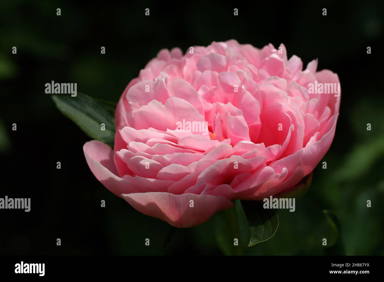 Peony Etched Salmon.  Double pink peony flower. Stock Photo