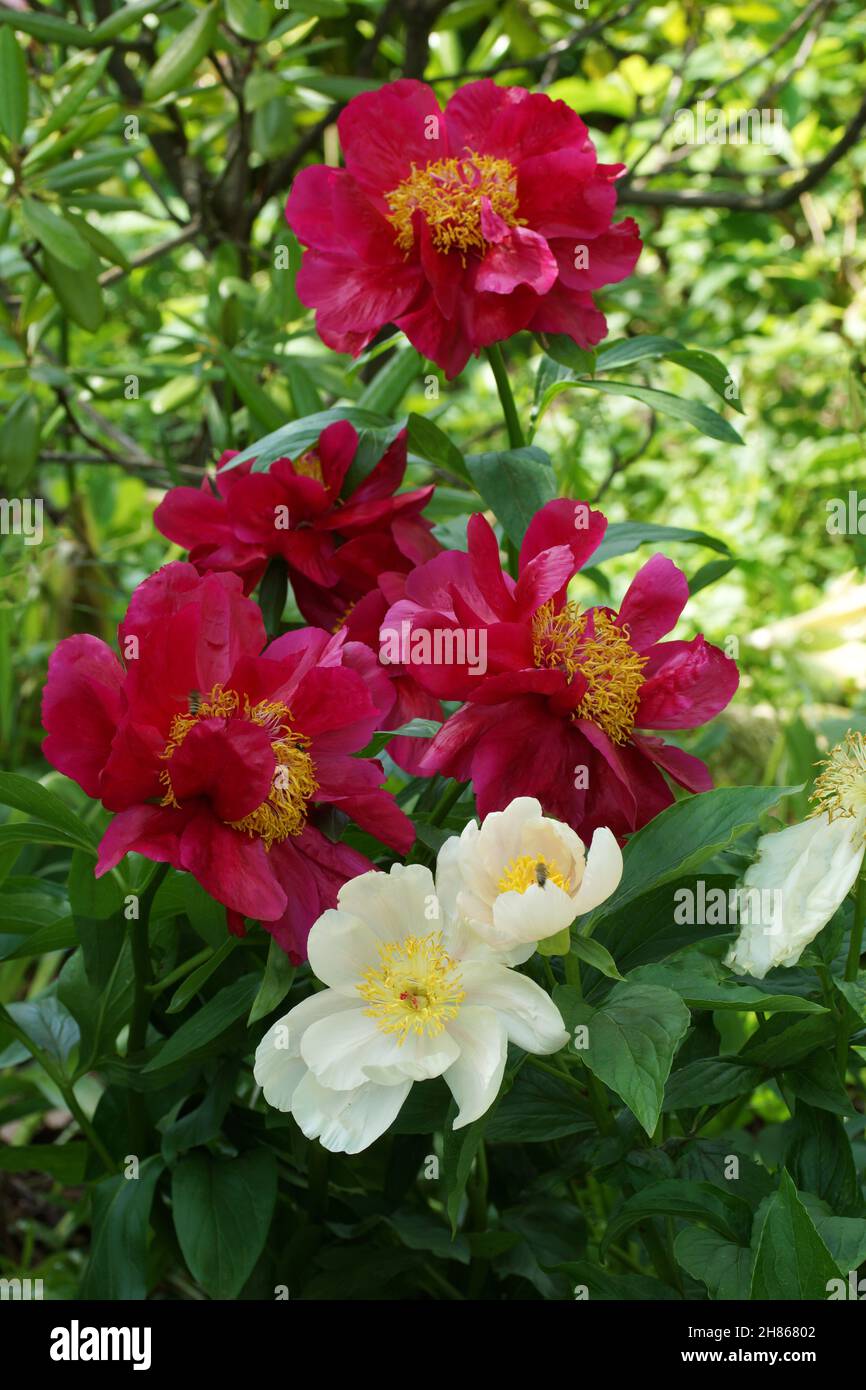Red white simple peonies in the photo. Paeonia Postilion. Stock Photo