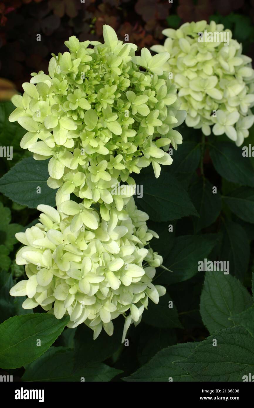 Hydrangea paniculata Skyfall or Frenne. Close-up inflorescence. Flower in the garden outdoors. Stock Photo