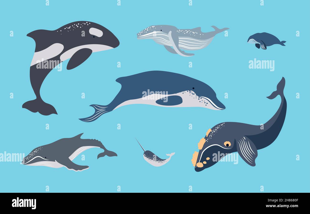 set various whales Stock Vector Image & Art - Alamy