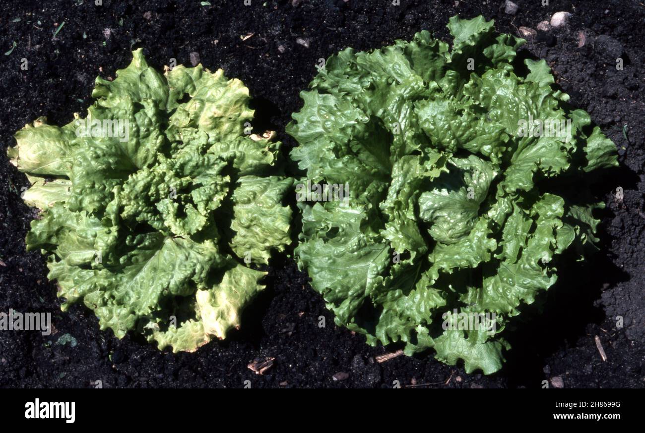 Plant pests and diseases hires stock photography and images Alamy