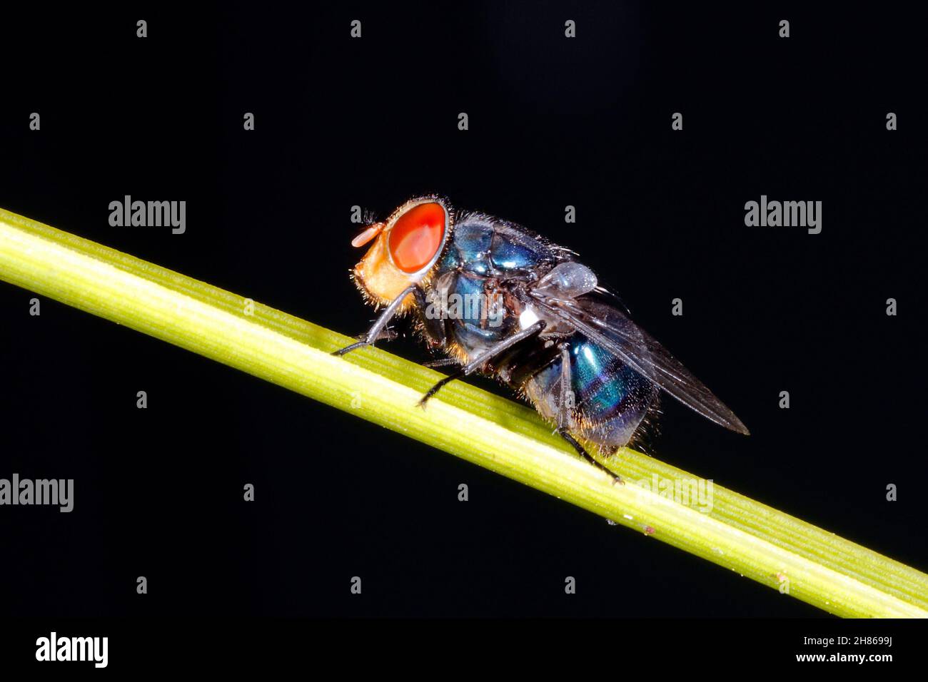 Steelblue Bluebottle Fly, Chrysomya saffranea. Female. Coffs Harbour, NSW, Australia Stock Photo