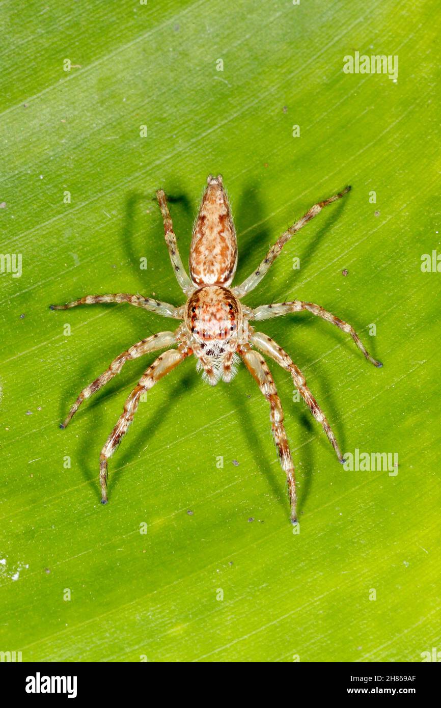Aussie bronze jumping spider hires stock photography and images Alamy