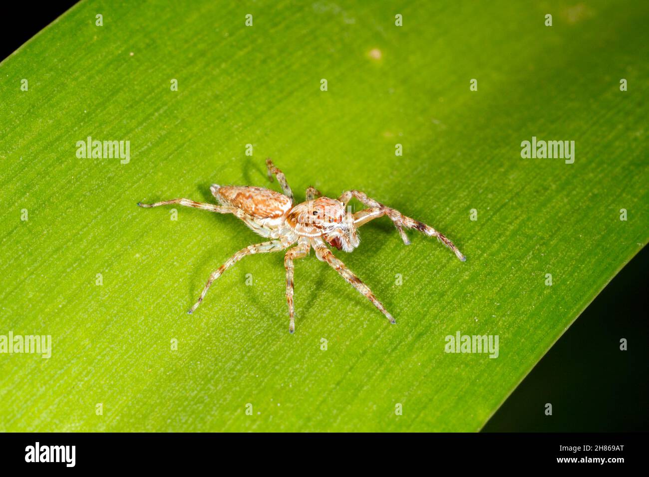 Bronze Jumping Spider, Helpis minitabunda, female. Coffs Harbour, NSW