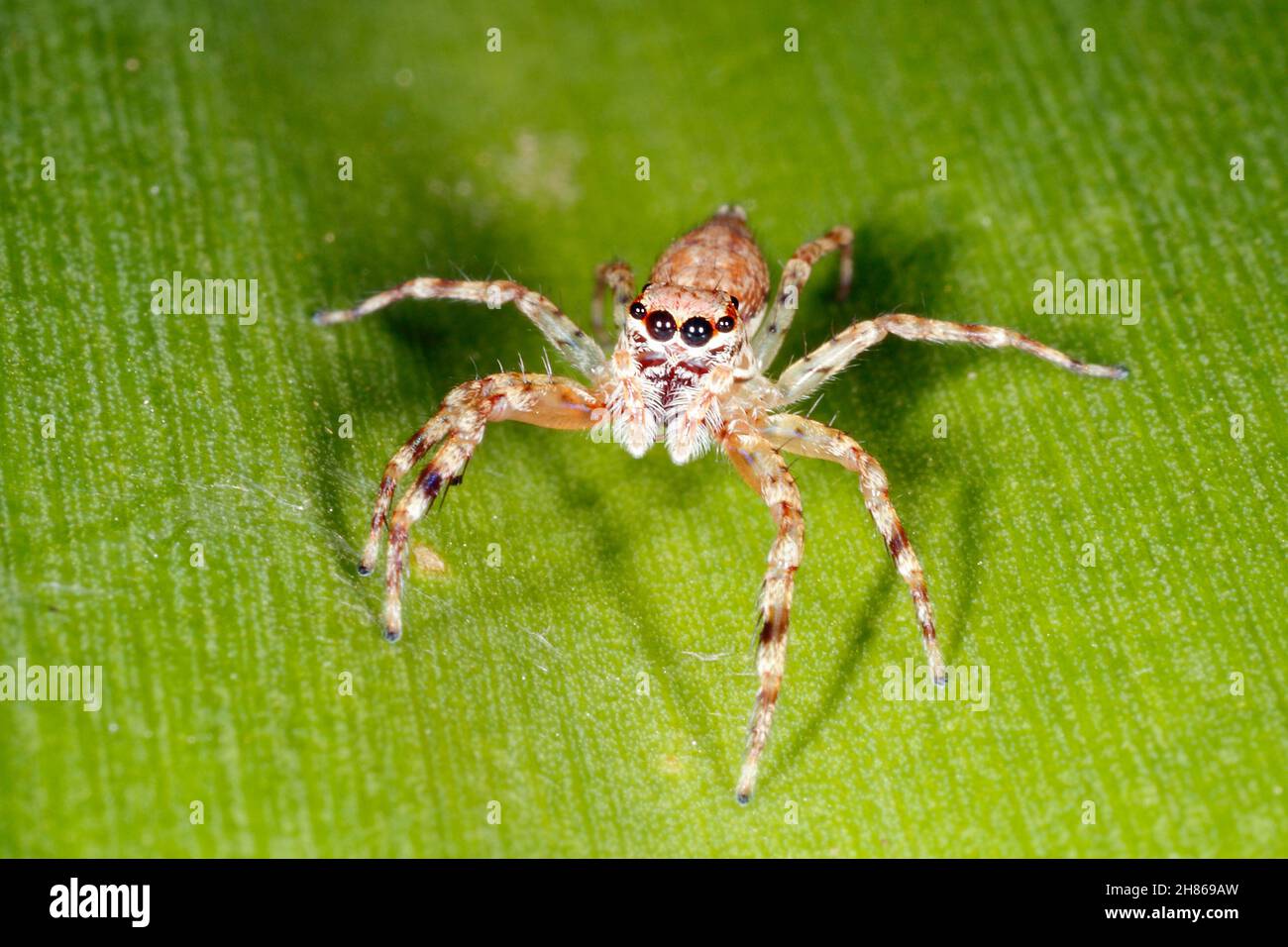 Bronze Jumping Spider, Helpis minitabunda, female. Coffs Harbour, NSW