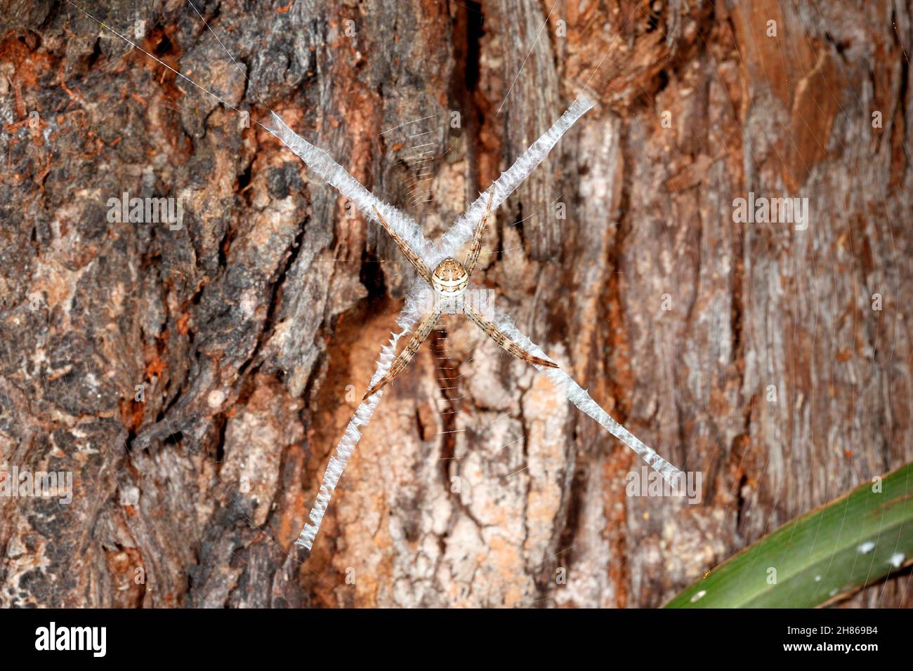 St Andrews Cross Spider, Argiope keyserlingi,i s an orb weaver spider from Australia. Female, showing the cross stabilimentum in her web. Stock Photo