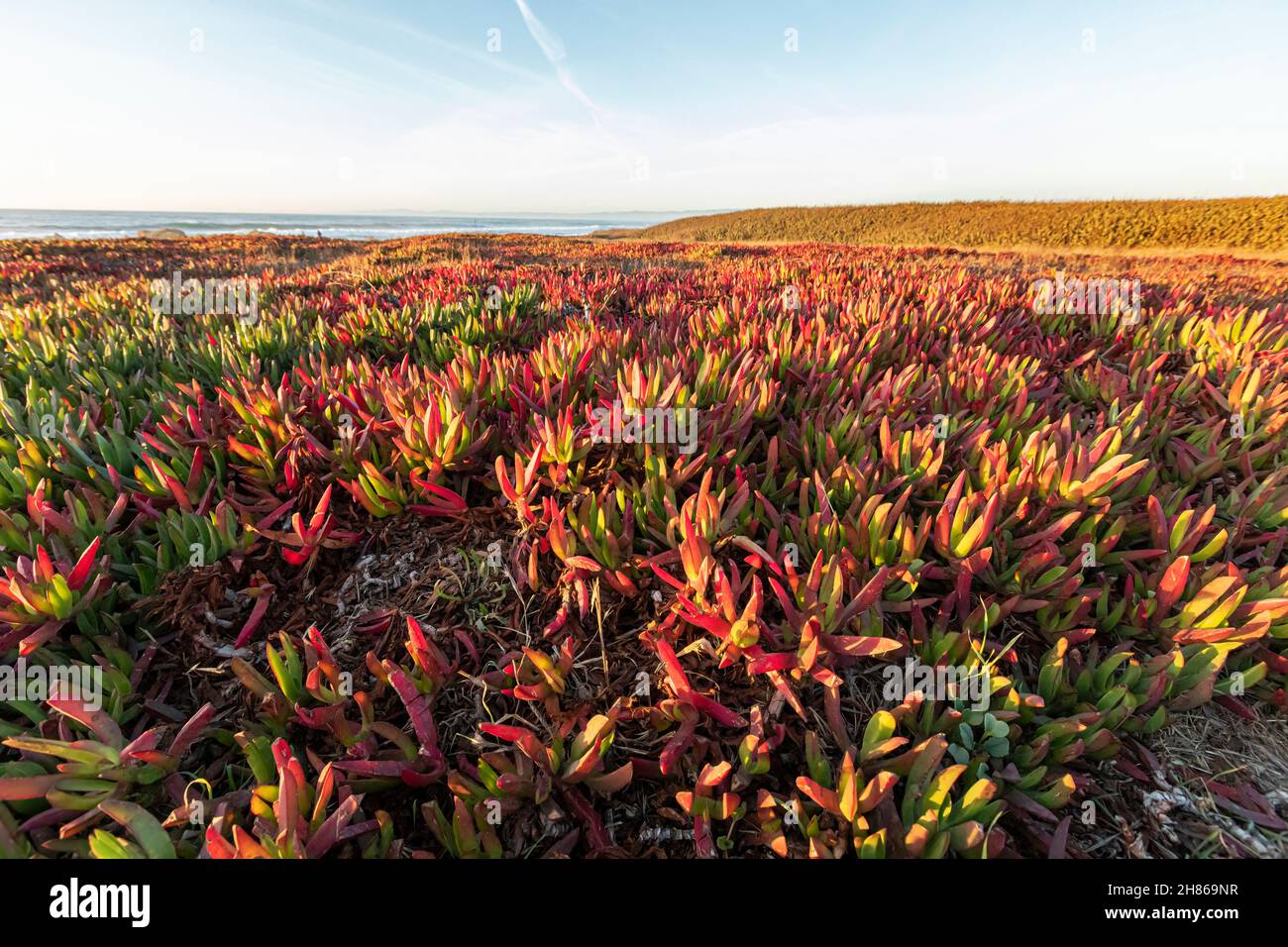 Ice plant (Carpobrotus edulis) in autumn growing along the coast, Glass Beach, Fort Bragg, Mendocino County, California, USA Stock Photo