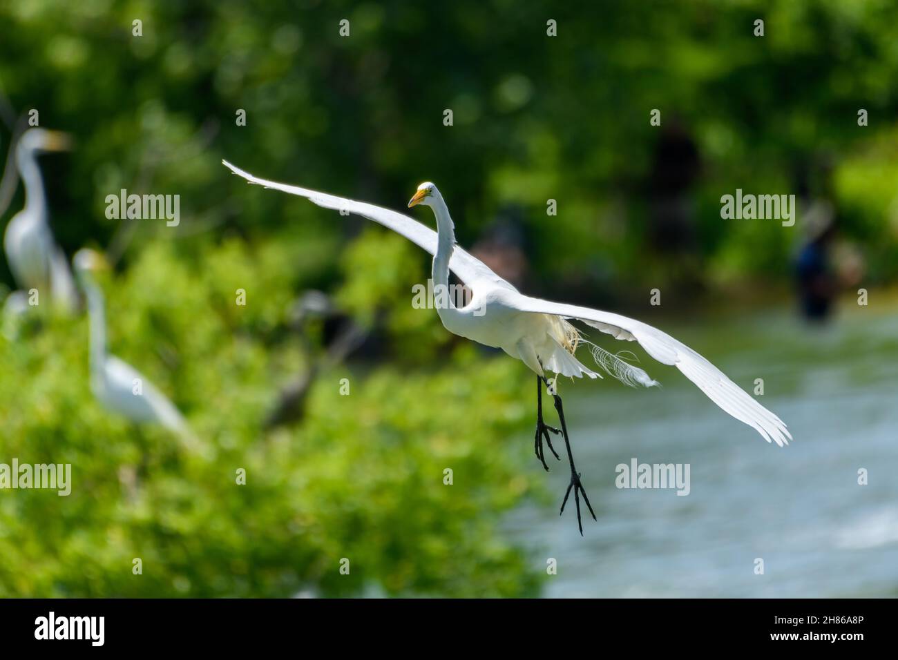 great Egret, Ardea alba, flying over lake Stock Photo