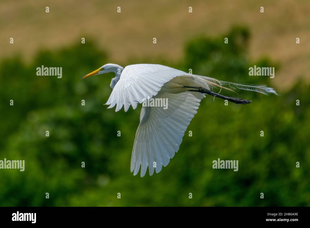 great Egret, Ardea alba, flying with green trees in the background. Remnants of breeding plummage Stock Photo