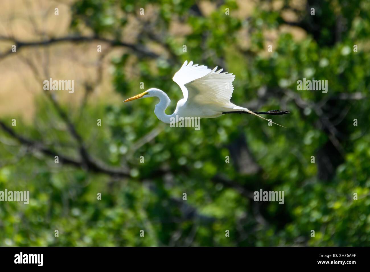 great Egret, Ardea alba, flying with green trees in the background Stock Photo