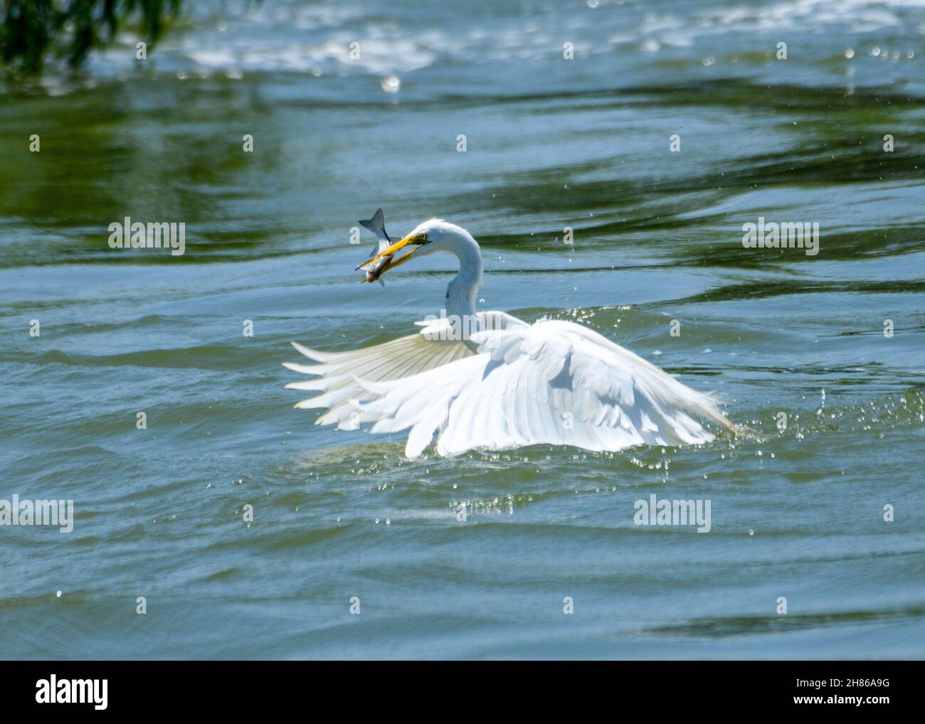 great Egret, Ardea alba, trying to fly with fish in mouth Stock Photo