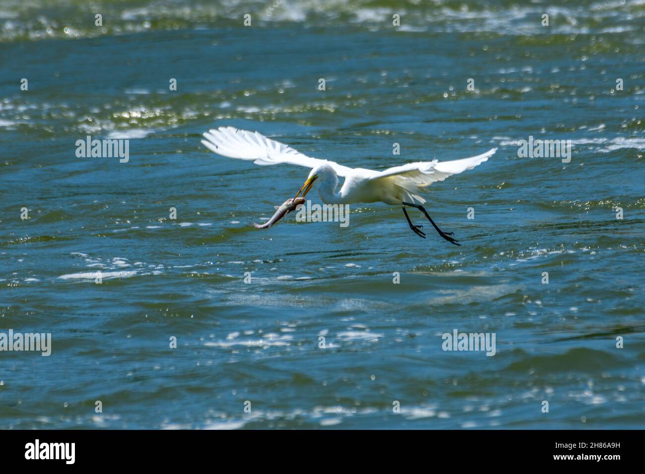Great Egret, Ardea alba, flying with fish in mouth Stock Photo