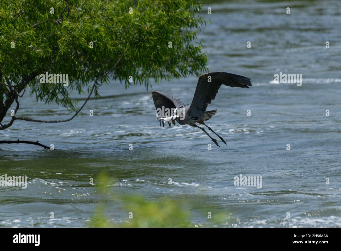 Great Blue Heron (Ardea herodias) flying above water with fish in its mouth. Stock Photo