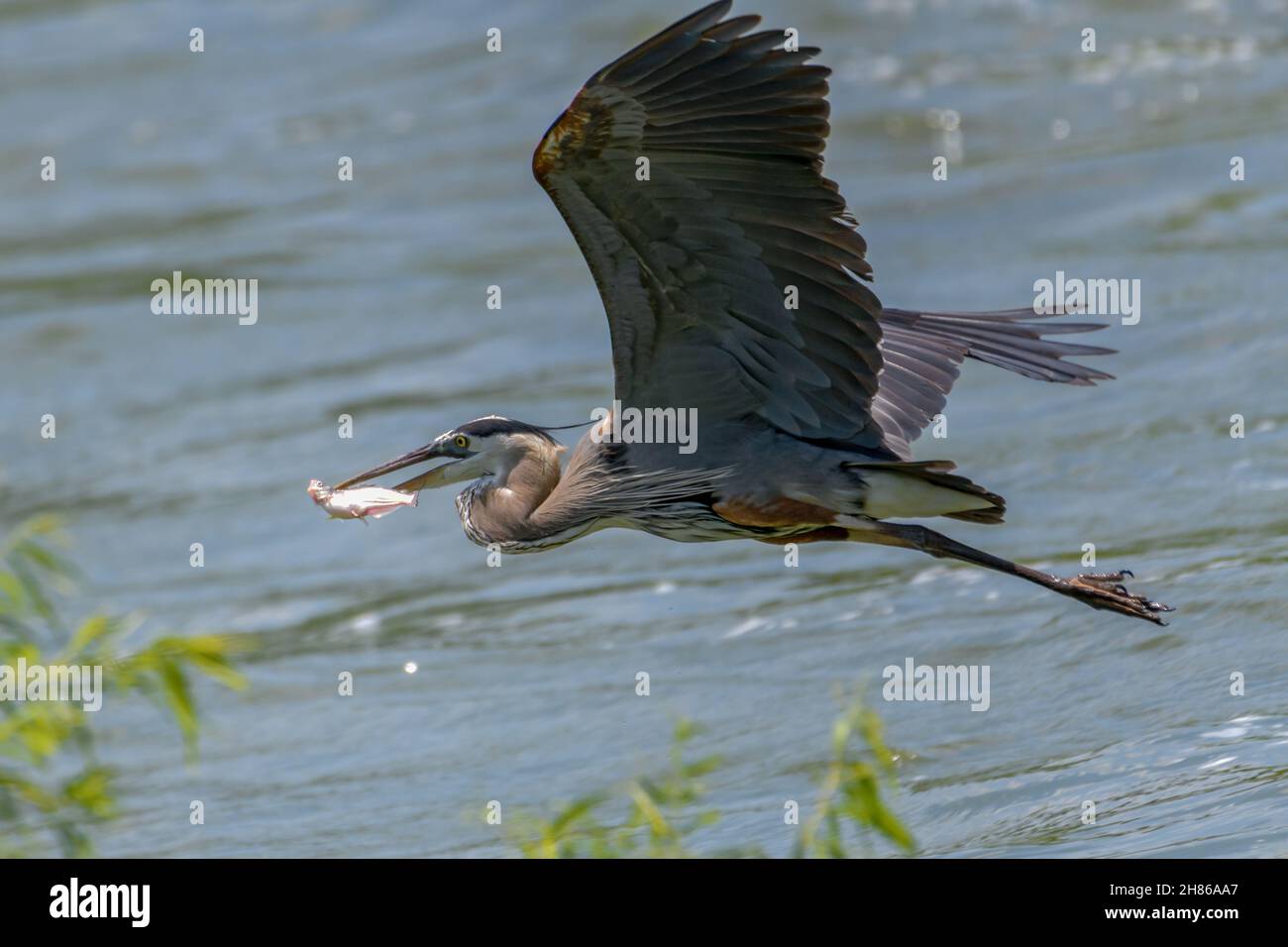 Great Blue Heron (Ardea herodias) flying above water with fish in its mouth. Stock Photo