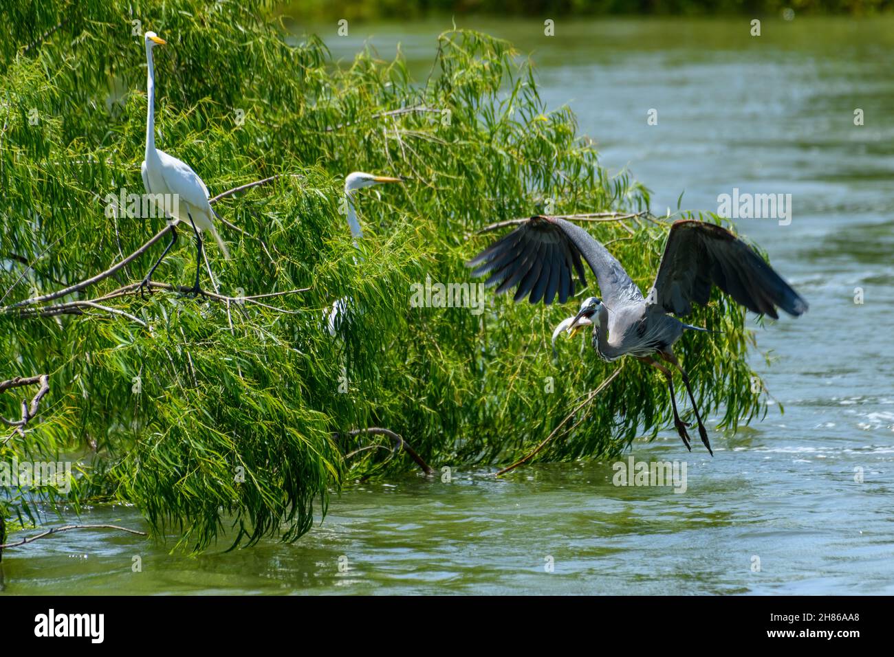 great Blue Heron (Ardea herodias) flying above water with fish in its mouth. Snowy egrets in the background Stock Photo