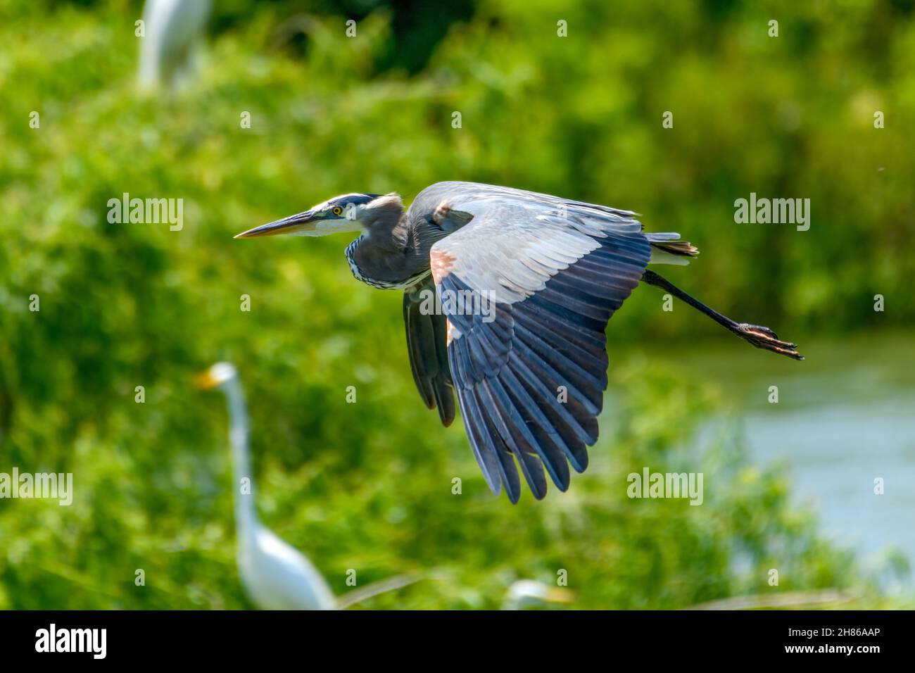 Great Blue Heron (Ardea herodias) flying above green trees with snowy egrets in the background Stock Photo