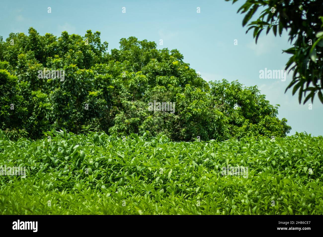Jute leaves and trees that made Jute fabric is a type of textile fiber