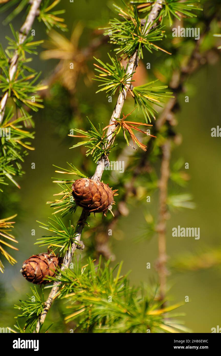 Swiss mountain pine (Pinus mugo) known as creeping pine, dwarf mountainpine, mugo pine, mountain pine or scrub mountain pine is a species of conifer, Stock Photo