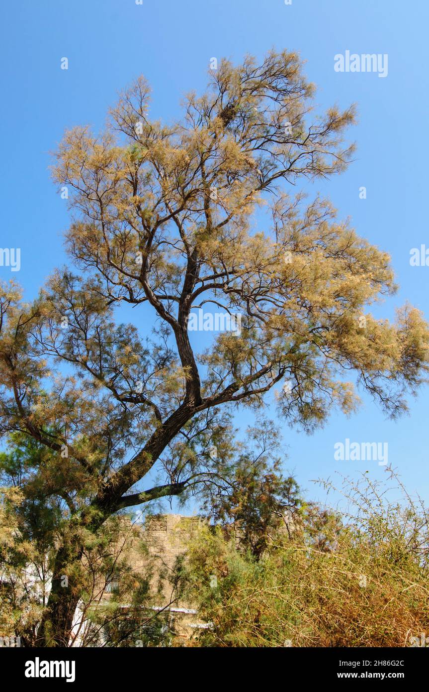 tamarix tree on blue sky background. Photographed in Jaffa, Israel in August Stock Photo