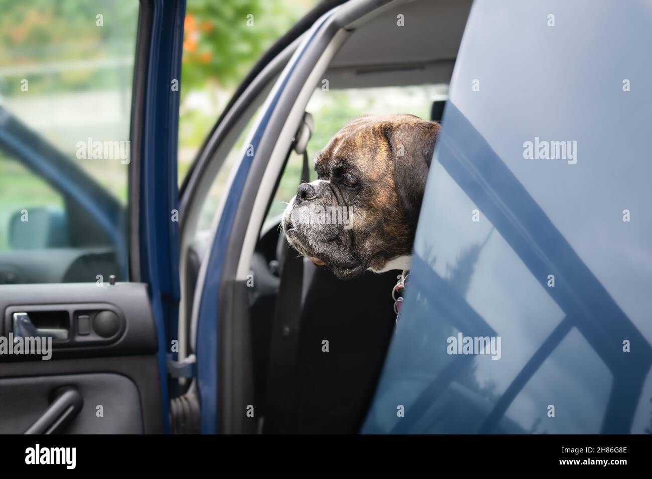 Dog waiting in car ready for travel or a trip. Sideview of a female brindle boxer dog sitting in the backseat of a small car with doors open, while lo Stock Photo