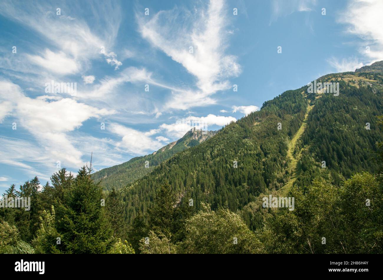 Alpine forest photographed near Mittersill, Tirol, Austria Stock Photo