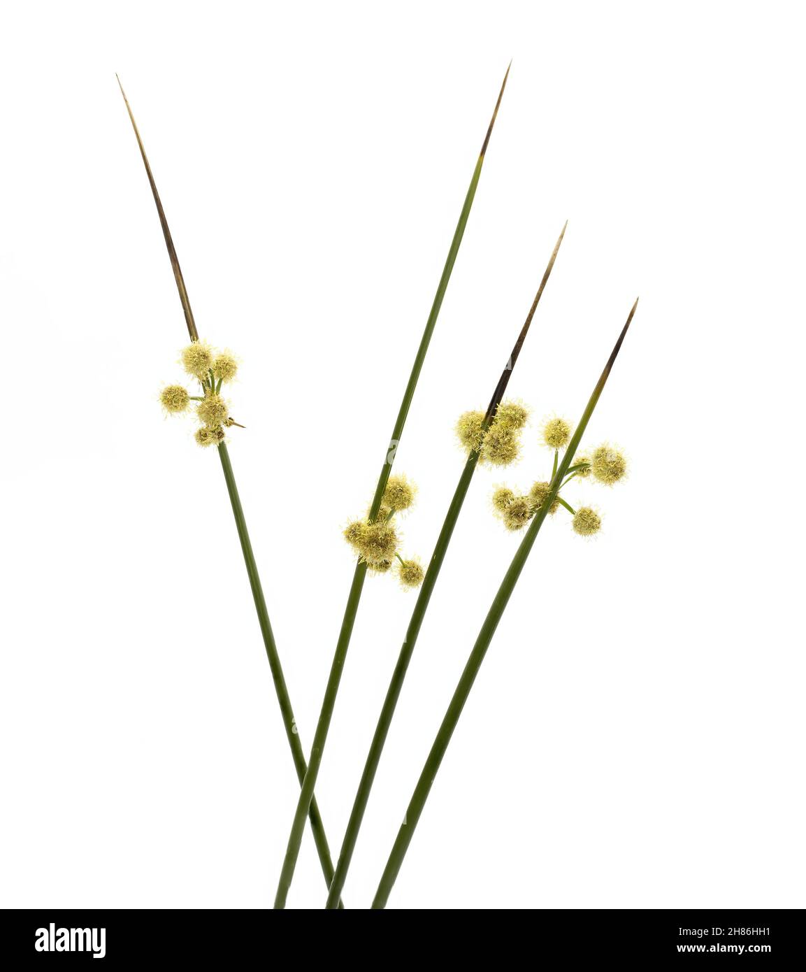 Scirpoides holoschoenus plant, Scirpoides holoschoenus, common name is roundhead bulrush, studio shot on white background Stock Photo