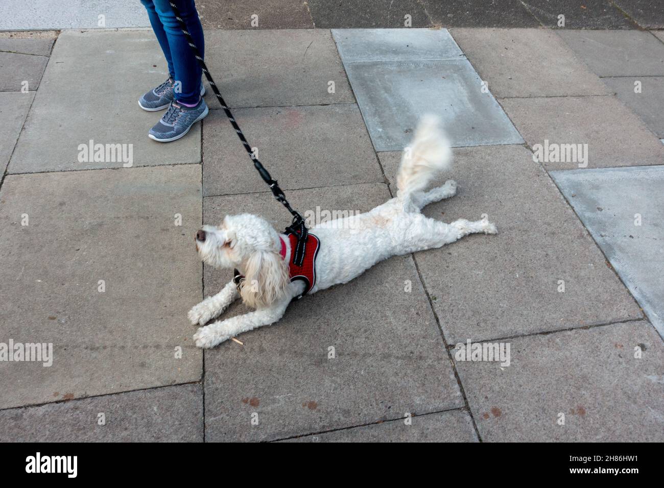 Small white dog refusing to walk Stock Photo Alamy