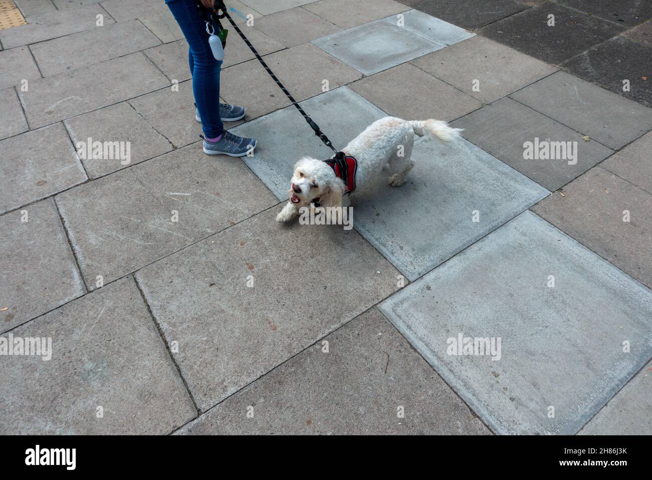 Small white dog refusing to walk Stock Photo Alamy