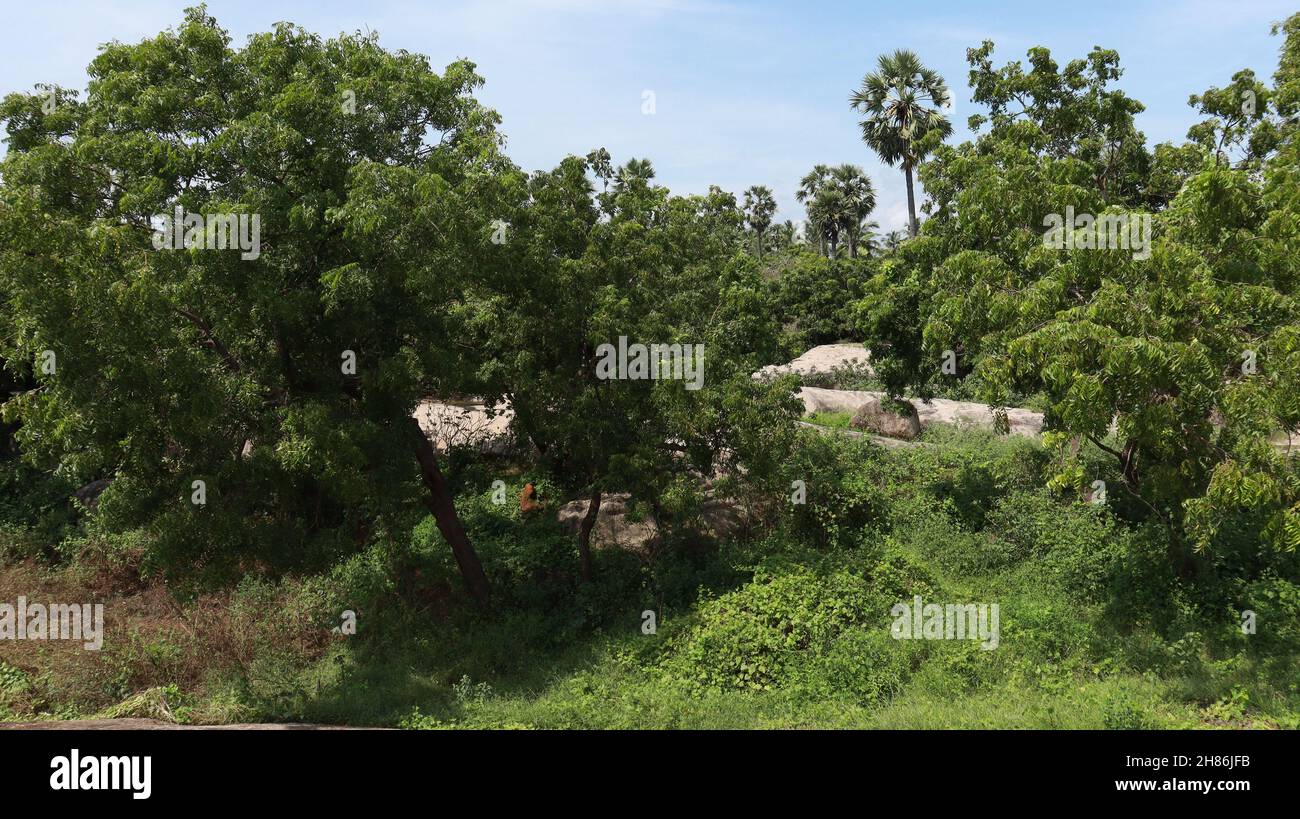 Greenery Treees The greenery is beautiful to look at and the natural trees Stock Photo ...