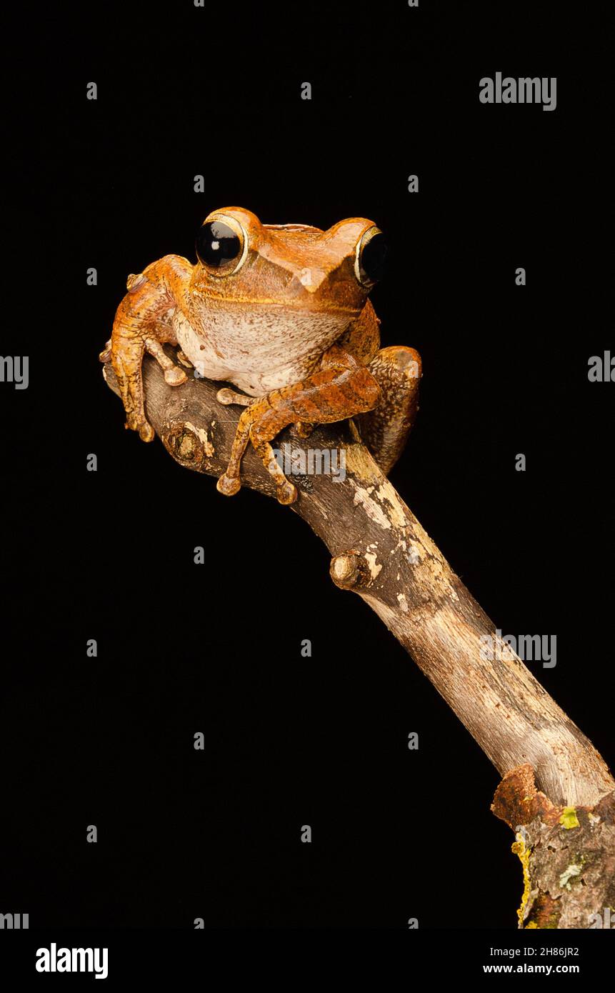 A close up of a ruff frill tree frog as it sits on the top of a branch. It is set against a black background Stock Photo