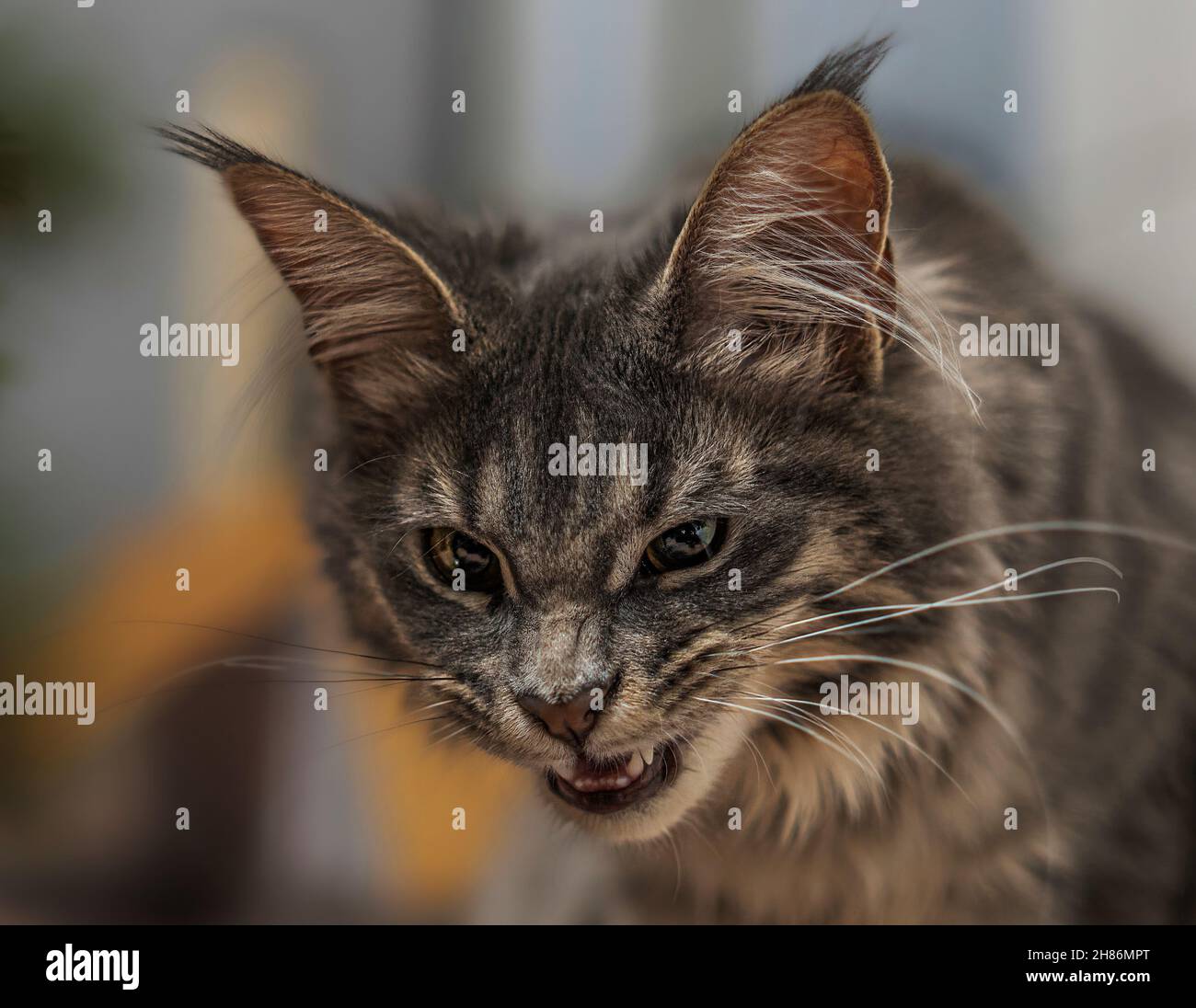 Angry cat attack hi-res stock photography and images - Alamy