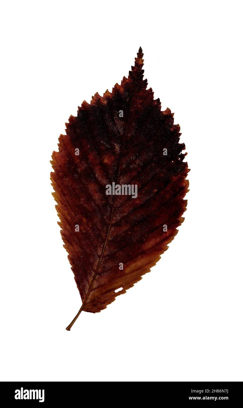 Autumn red leaf, herbarium. Shooting close-up. Autumn seasonal decor. Falling leaves banner template. Bright leaf of a forest tree. Flat lay of orange Stock Photo