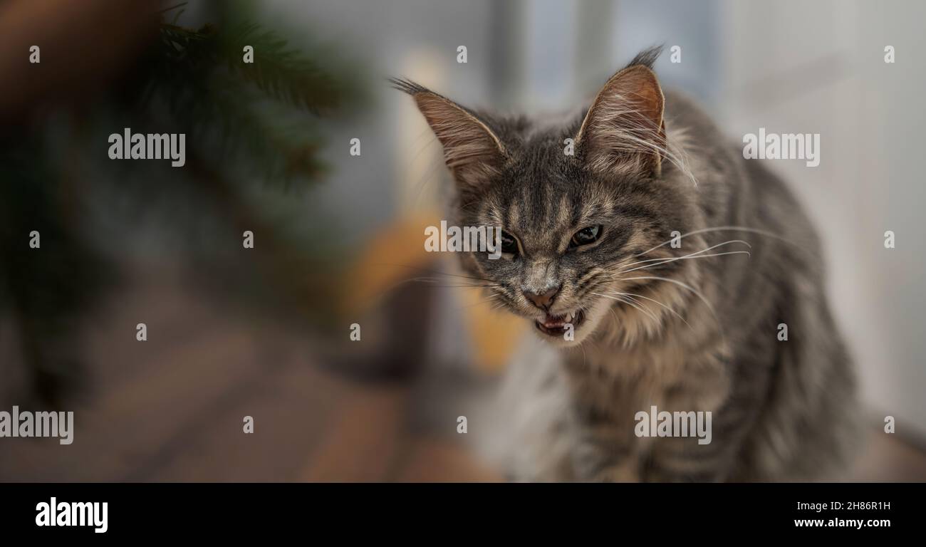 Angry maincoon cat looks in front and showing fangs. Stock Photo
