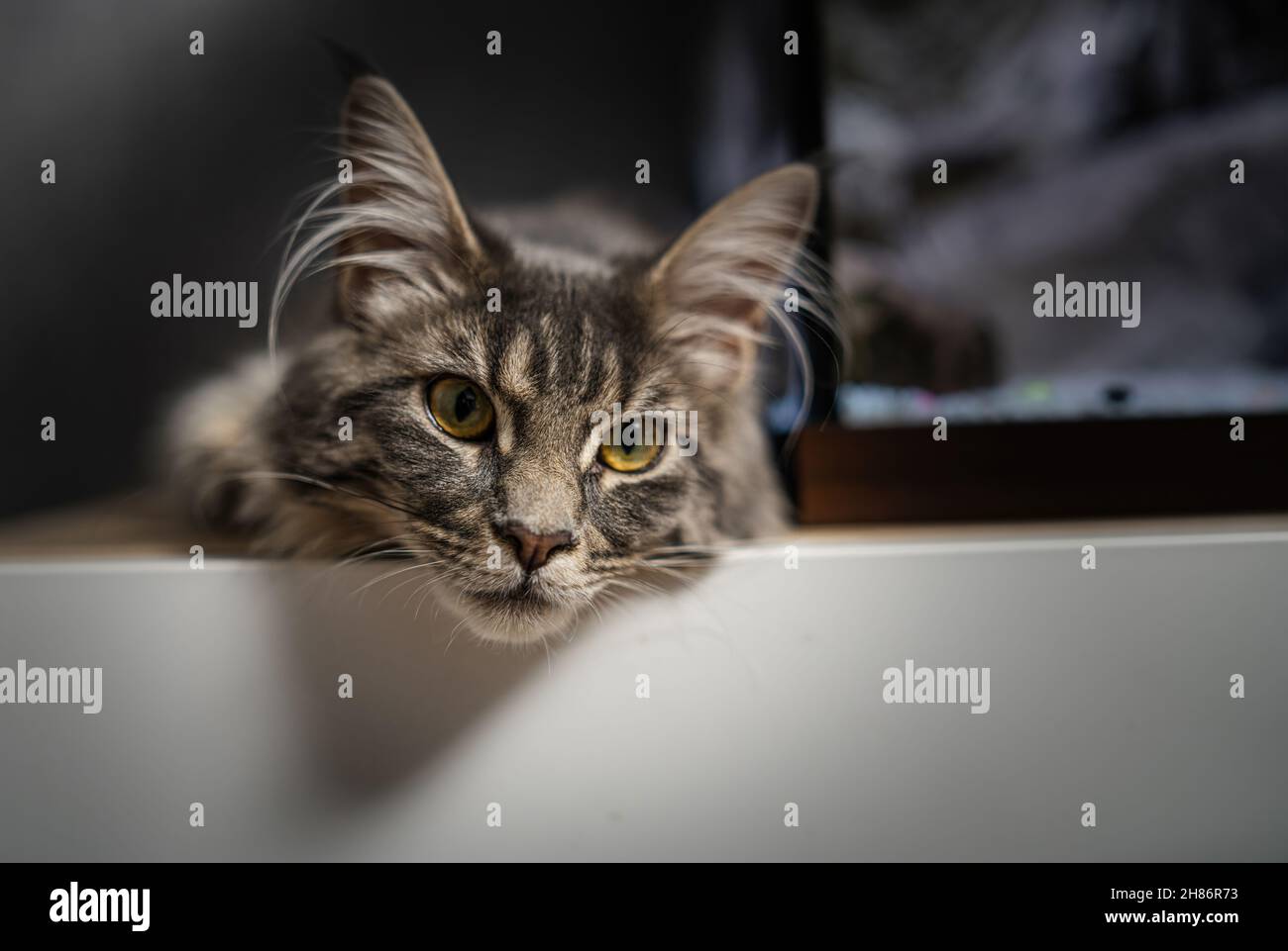 head cat close up on a dark background. Stock Photo