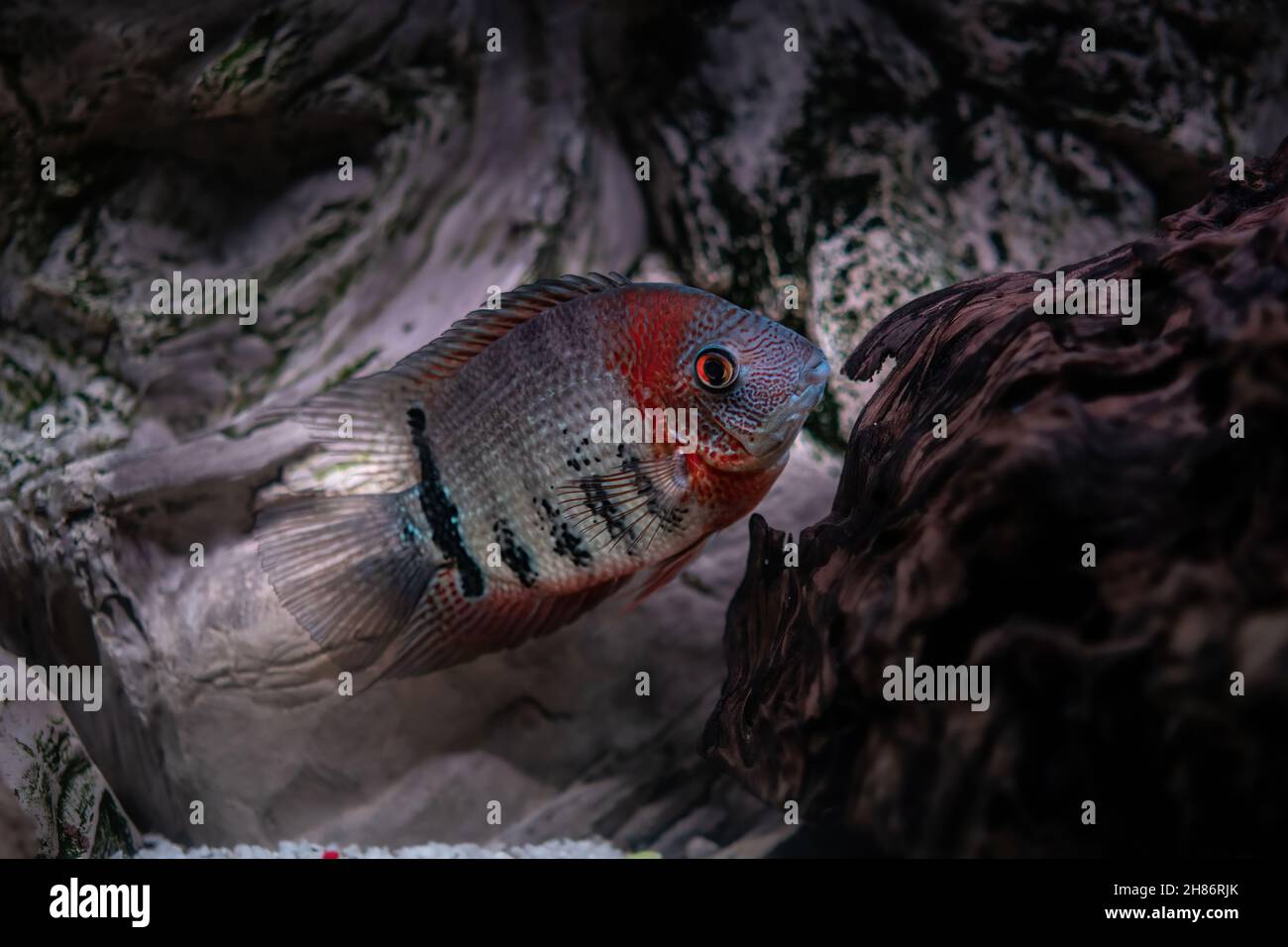 Colorful of ornamental fish, African cichlids (Malawi Peacock) in fish tank. Aulonocara is endemic to Lake Malawi. it is freshwater fish, African cich Stock Photo